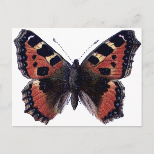 Schmetterling Postkarte (Vorderseite)