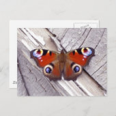 Schmetterling Postkarte (Vorne/Hinten)