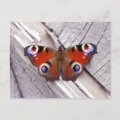 Schmetterling Postkarte (Vorderseite)