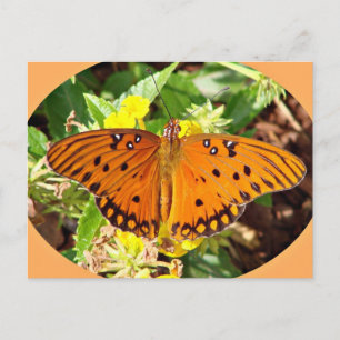 Schmetterling Postkarte