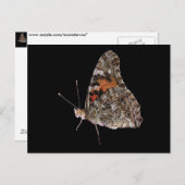 Schmetterling Postkarte (Vorne/Hinten)