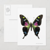 Schmetterling Postkarte (Vorne/Hinten)