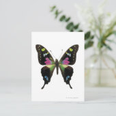 Schmetterling Postkarte (Stehend Vorderseite)