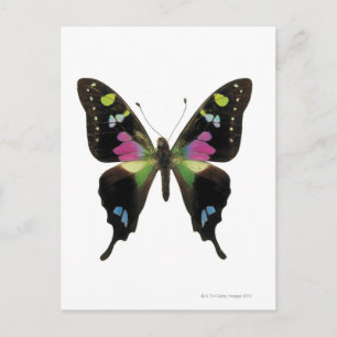 Schmetterling Postkarte