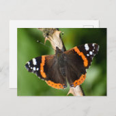 Schmetterling Postkarte (Vorne/Hinten)