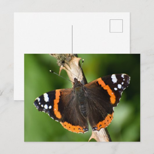 Schmetterling Postkarte (Vorne/Hinten)