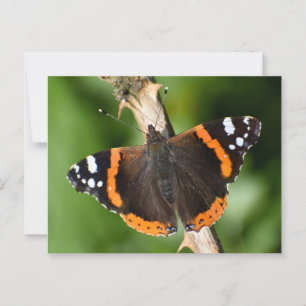 Schmetterling Postkarte