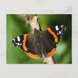 Schmetterling Postkarte