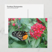 Schmetterling Postkarte (Vorne/Hinten)