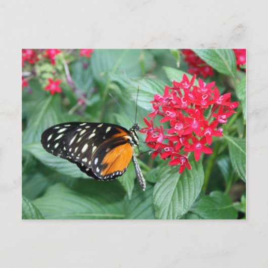 Schmetterling Postkarte (Vorderseite)