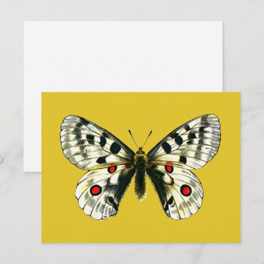 Schmetterling Postkarte (Vorne/Hinten)