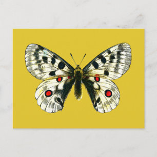 Schmetterling Postkarte