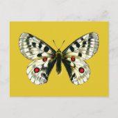 Schmetterling Postkarte (Vorderseite)
