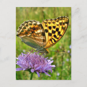 Schmetterling Postkarte