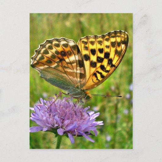 Schmetterling Postkarte (Vorderseite)
