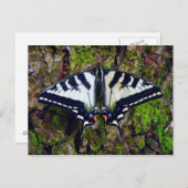 Schmetterling Postkarte (Vorne/Hinten)