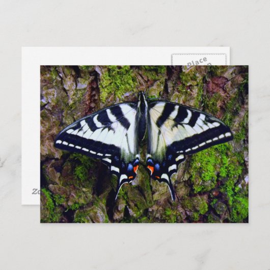 Schmetterling Postkarte (Vorne/Hinten)