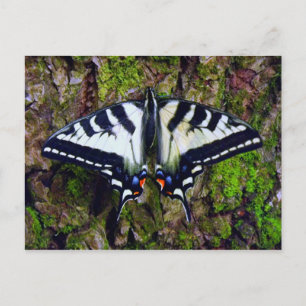 Schmetterling Postkarte