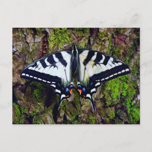 Schmetterling Postkarte (Vorderseite)