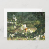Schmetterling Postkarte (Vorne/Hinten)