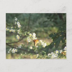Schmetterling Postkarte