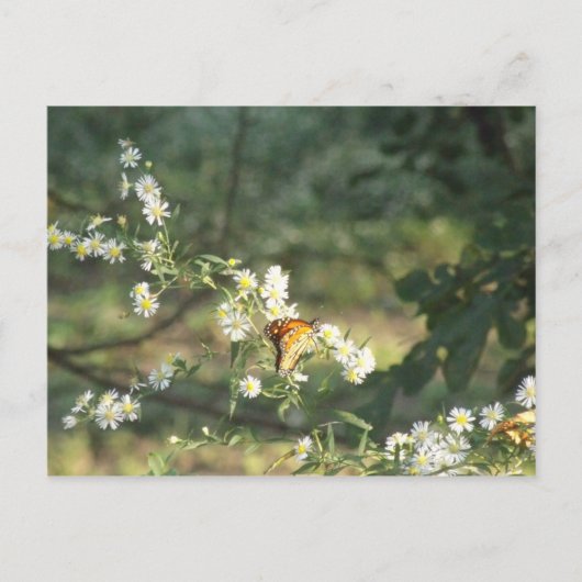 Schmetterling Postkarte (Vorderseite)