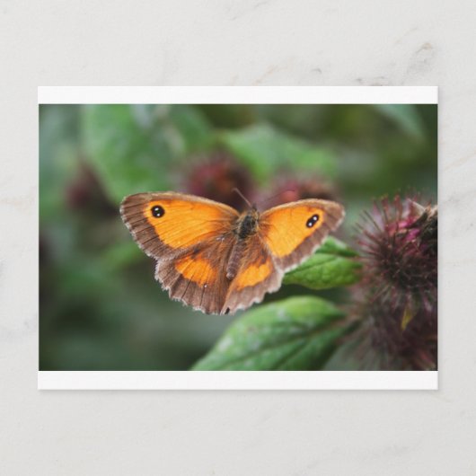 Schmetterling Postkarte (Vorderseite)