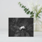 Schmetterling Postkarte (Stehend Vorderseite)