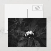 Schmetterling Postkarte (Vorne/Hinten)