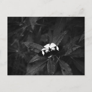 Schmetterling Postkarte