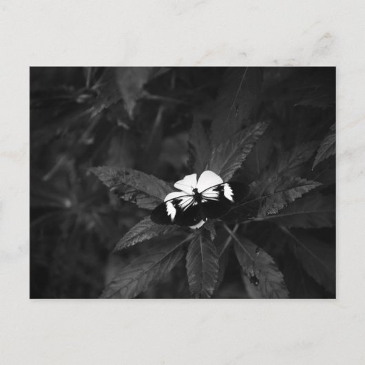 Schmetterling Postkarte (Vorderseite)