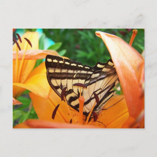 Schmetterling Postkarte (Vorderseite)