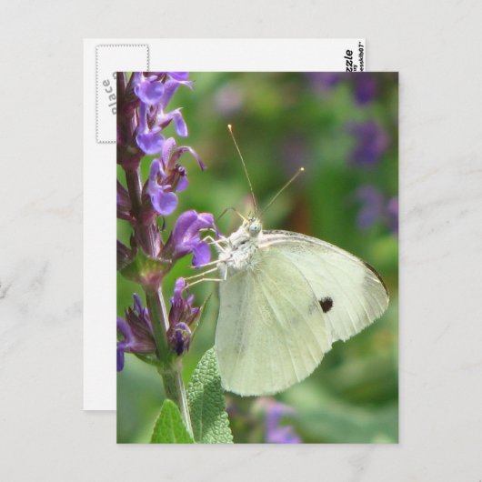 Schmetterling Postkarte (Vorne/Hinten)