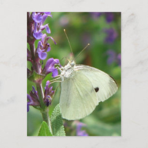 Schmetterling Postkarte