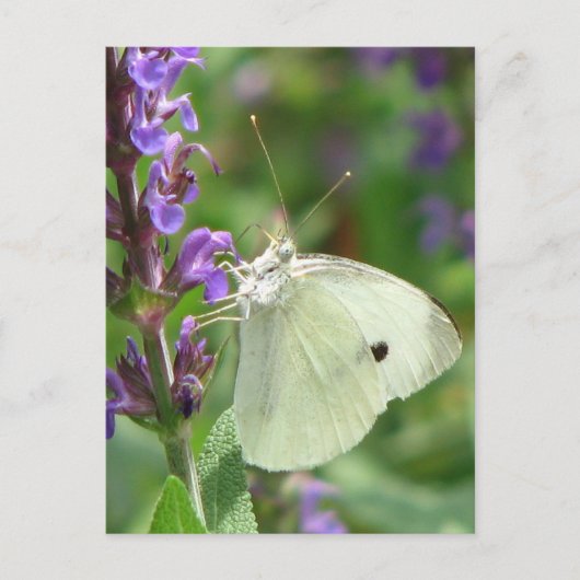 Schmetterling Postkarte (Vorderseite)