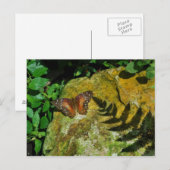 Schmetterling Postkarte (Vorne/Hinten)