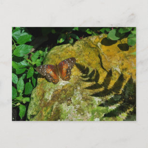 Schmetterling Postkarte