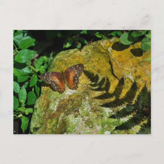 Schmetterling Postkarte (Vorderseite)