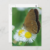 Schmetterling Postkarte (Vorne/Hinten)