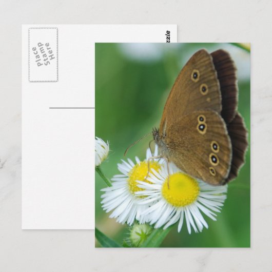 Schmetterling Postkarte (Vorne/Hinten)
