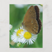 Schmetterling Postkarte (Vorderseite)