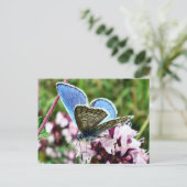 Schmetterling Postkarte (Stehend Vorderseite)