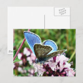 Schmetterling Postkarte (Vorne/Hinten)