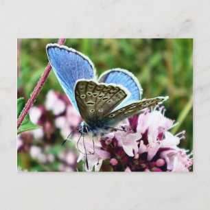 Schmetterling Postkarte
