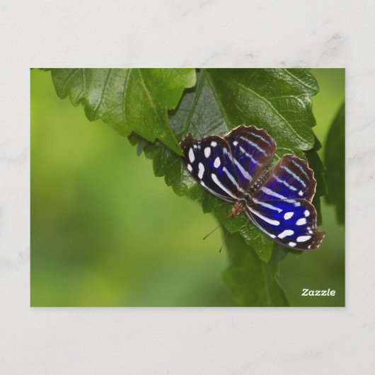 Schmetterling Postkarte (Rückseite)