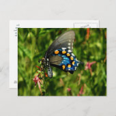 Schmetterling-Postkarte für Pipevine Frack Postkarte (Vorne/Hinten)