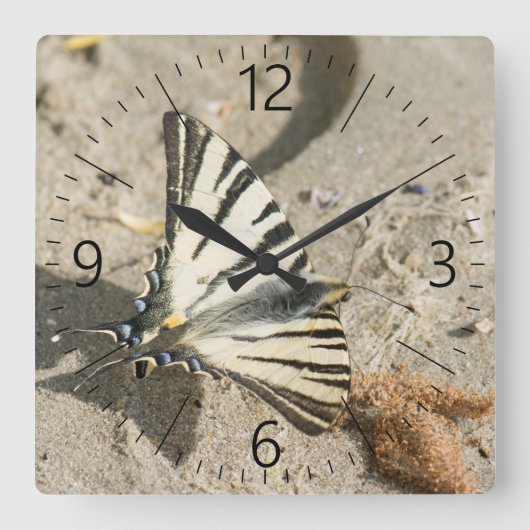 Schmetterling Quadratische Wanduhr (Vorderseite)