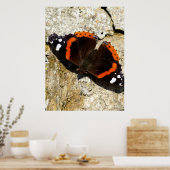 Schmetterling - Roter Admiral Poster (Küche)