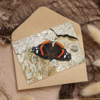Schmetterling - Roter Admiral