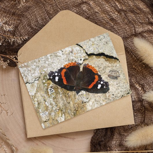 Schmetterling - Roter Admiral Postkarte